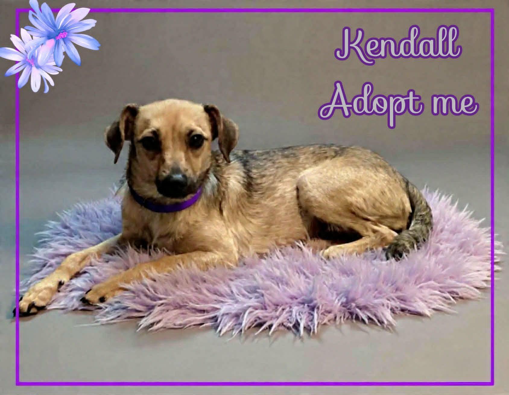 Kendall, a ADOPTABLE mixed breed in Grove, OK image 3/4