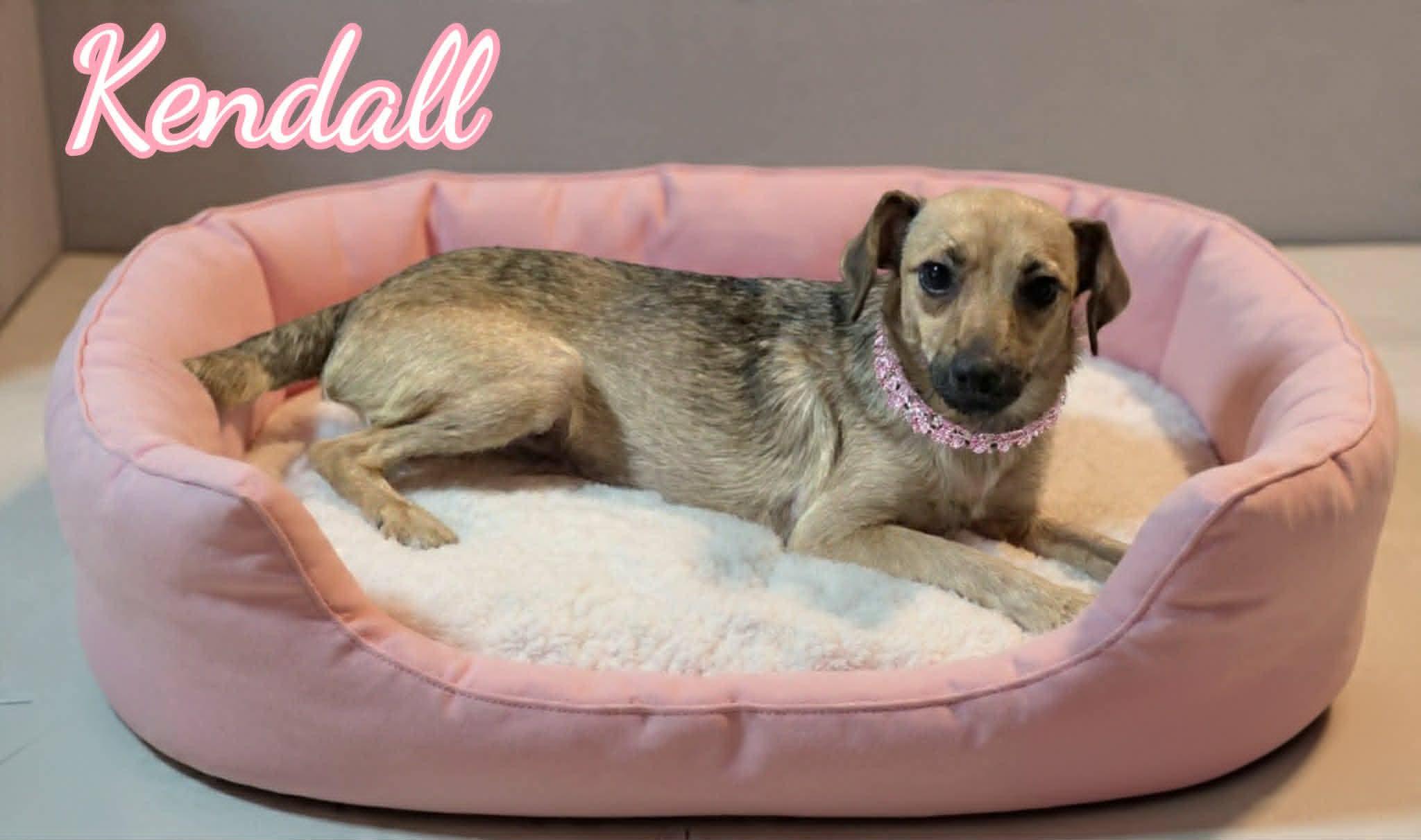 Kendall, ADOPTABLE, Young Female Chihuahua & Miniature Pinscher.
