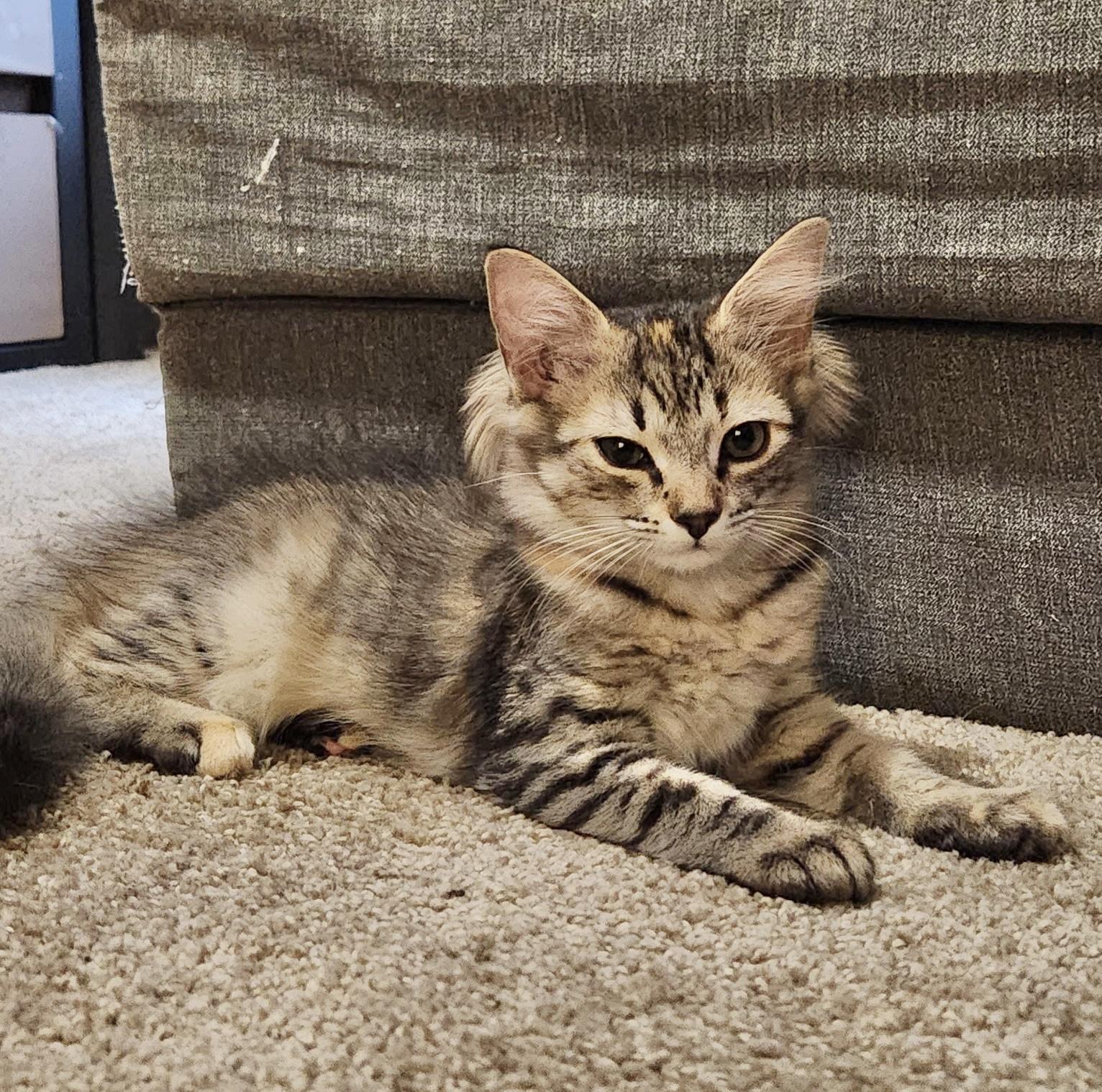 Fluffy photo