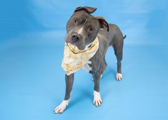 Enlarge BROOKS, a Adoptable mixed breed in Colorado Springs, CO image 1/1
