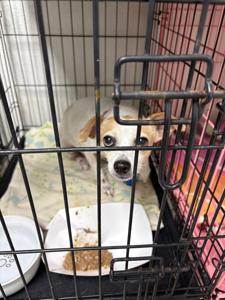 Emma, Adoptable, Adult Female Chihuahua.