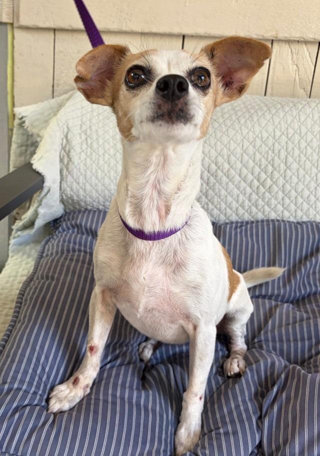 Enlarge Emma, a Adoptable Chihuahua in Fort Worth, TX image 2/2