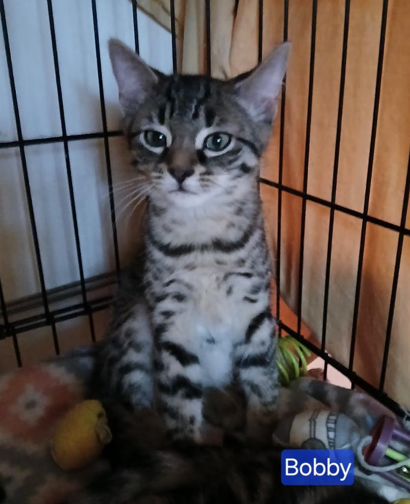 Bobby Brady, Adopted, Young Male Domestic Short Hair.