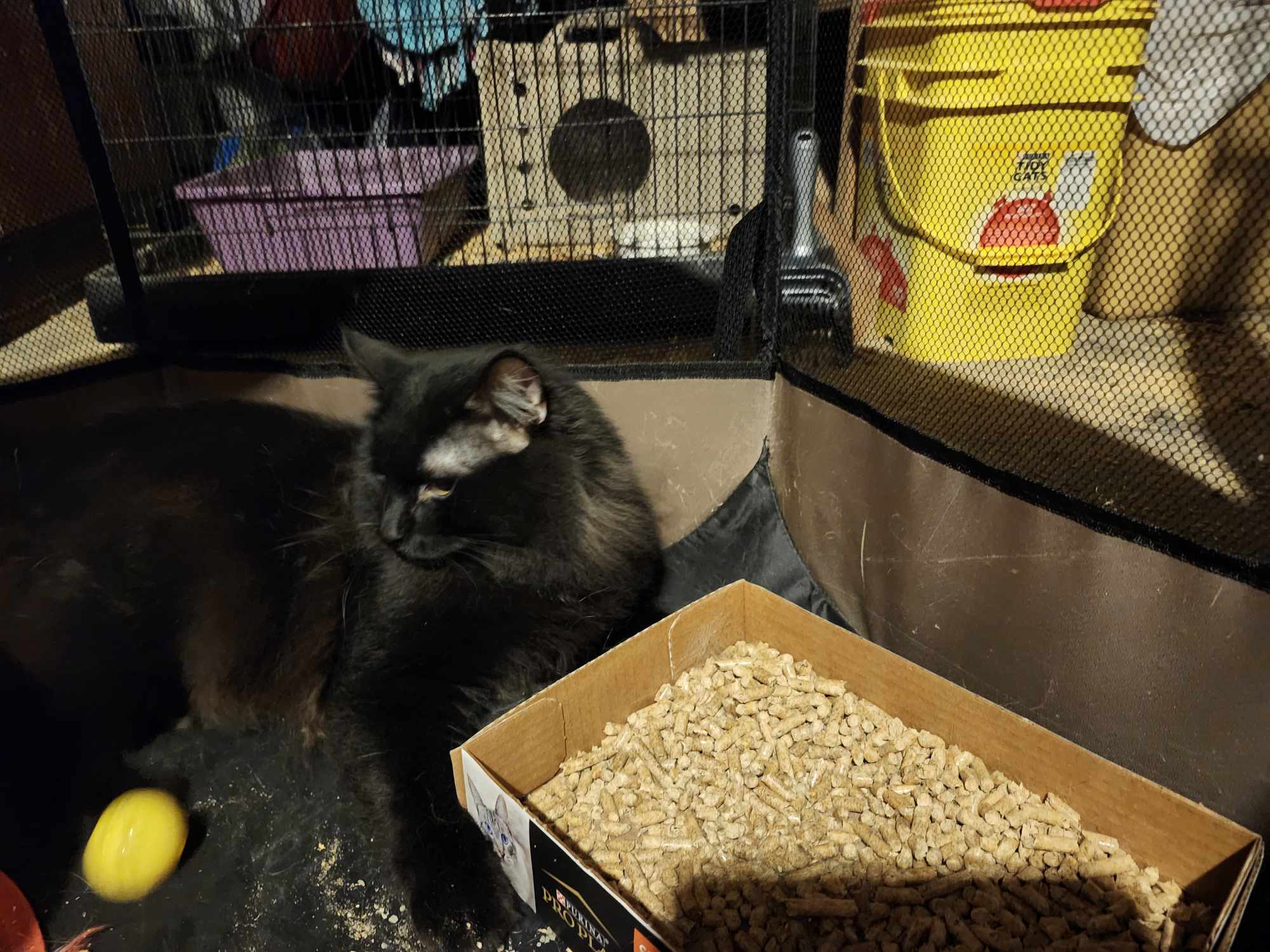 Slider, Adopted, Young Male Domestic Long Hair.