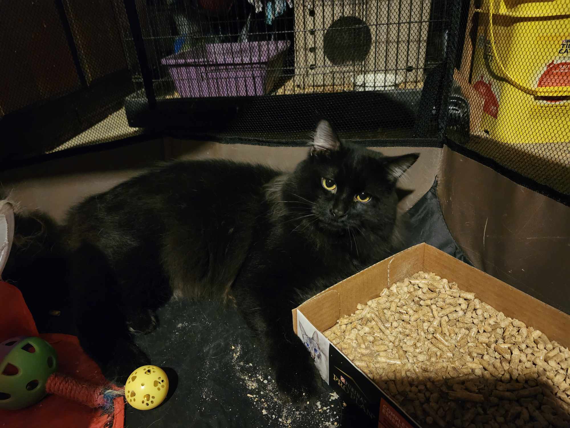 Slider, a Adopted Domestic Long Hair in Montgomery, IL image 2/3