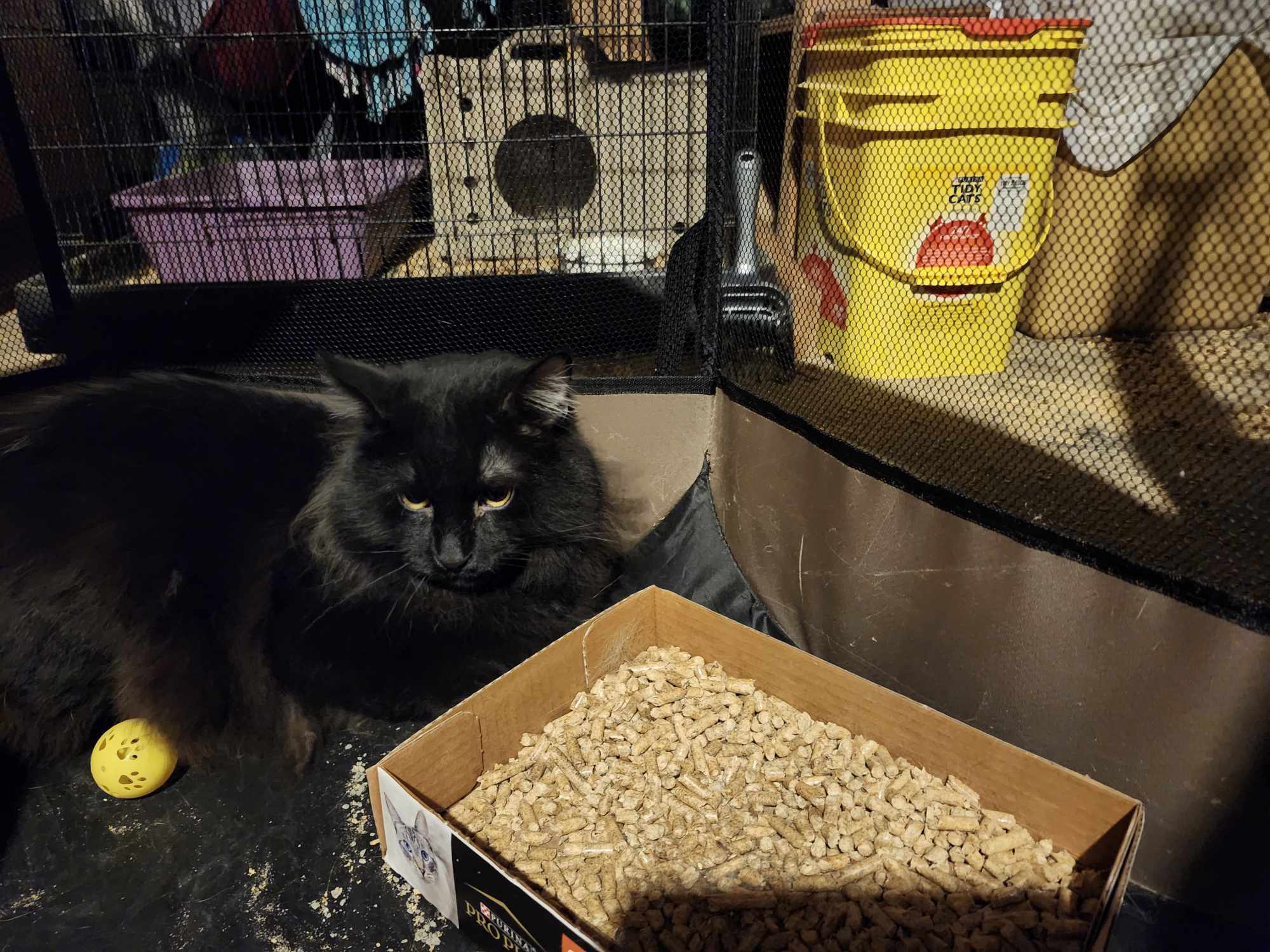 Slider, a Adopted Domestic Long Hair in Montgomery, IL image 3/3