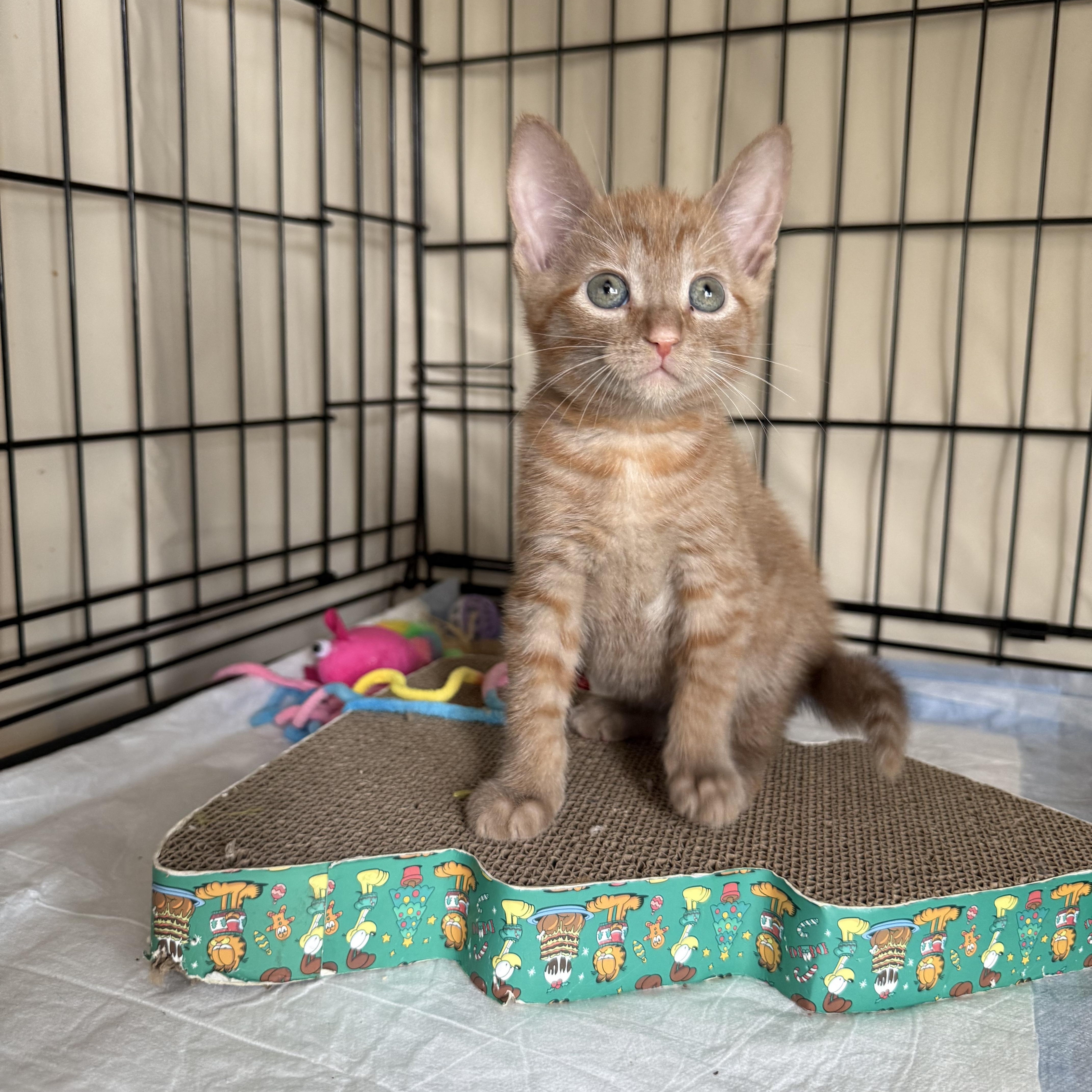 Enlarge Boozy B and Woozy, a ADOPTABLE American Shorthair in Brooklyn, NY image 2/5