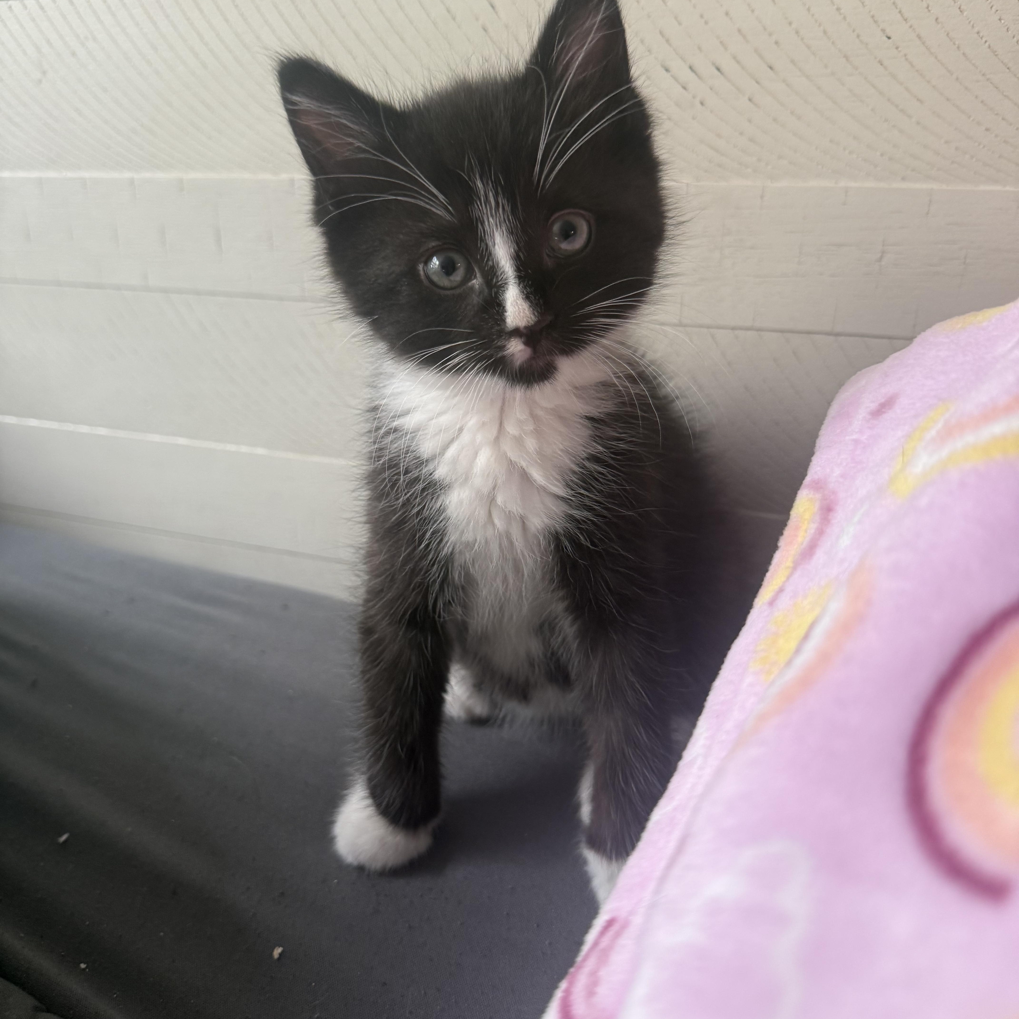 Enlarge Boozy B and Woozy, a ADOPTABLE American Shorthair in Brooklyn, NY image 5/5