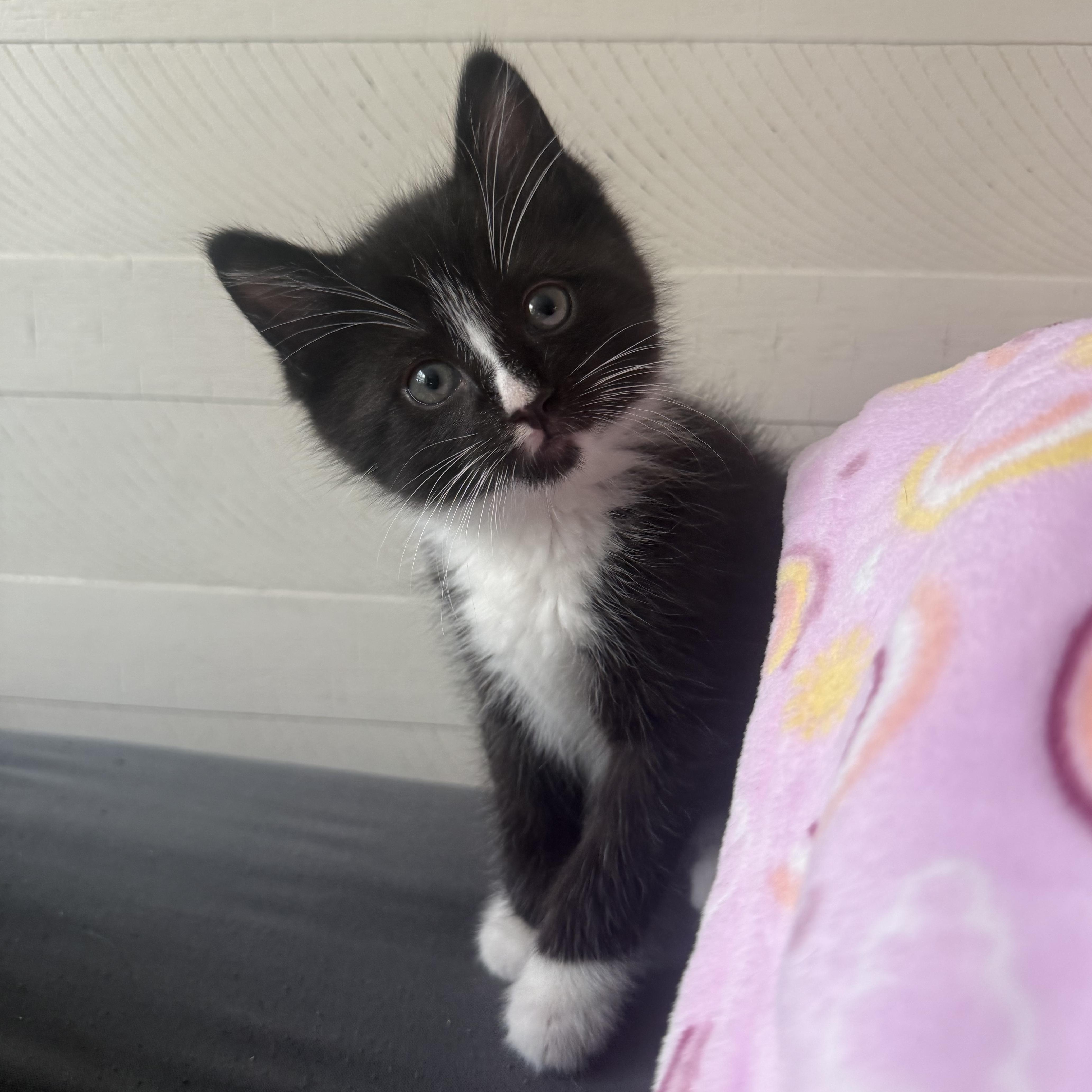 Enlarge Boozy B and Woozy, a ADOPTABLE American Shorthair in Brooklyn, NY image 1/5