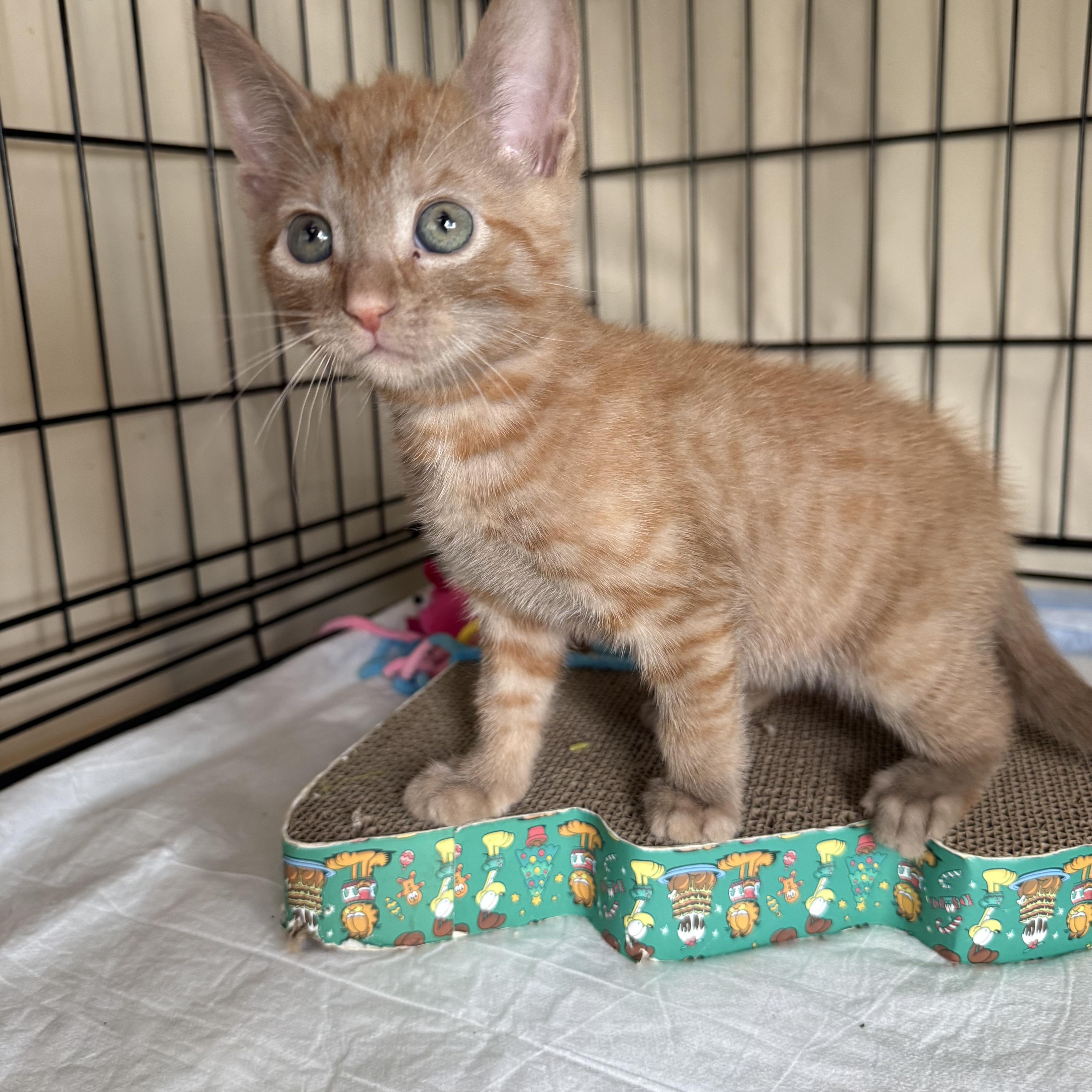 Enlarge Boozy B and Woozy, a ADOPTABLE American Shorthair in Brooklyn, NY image 4/5