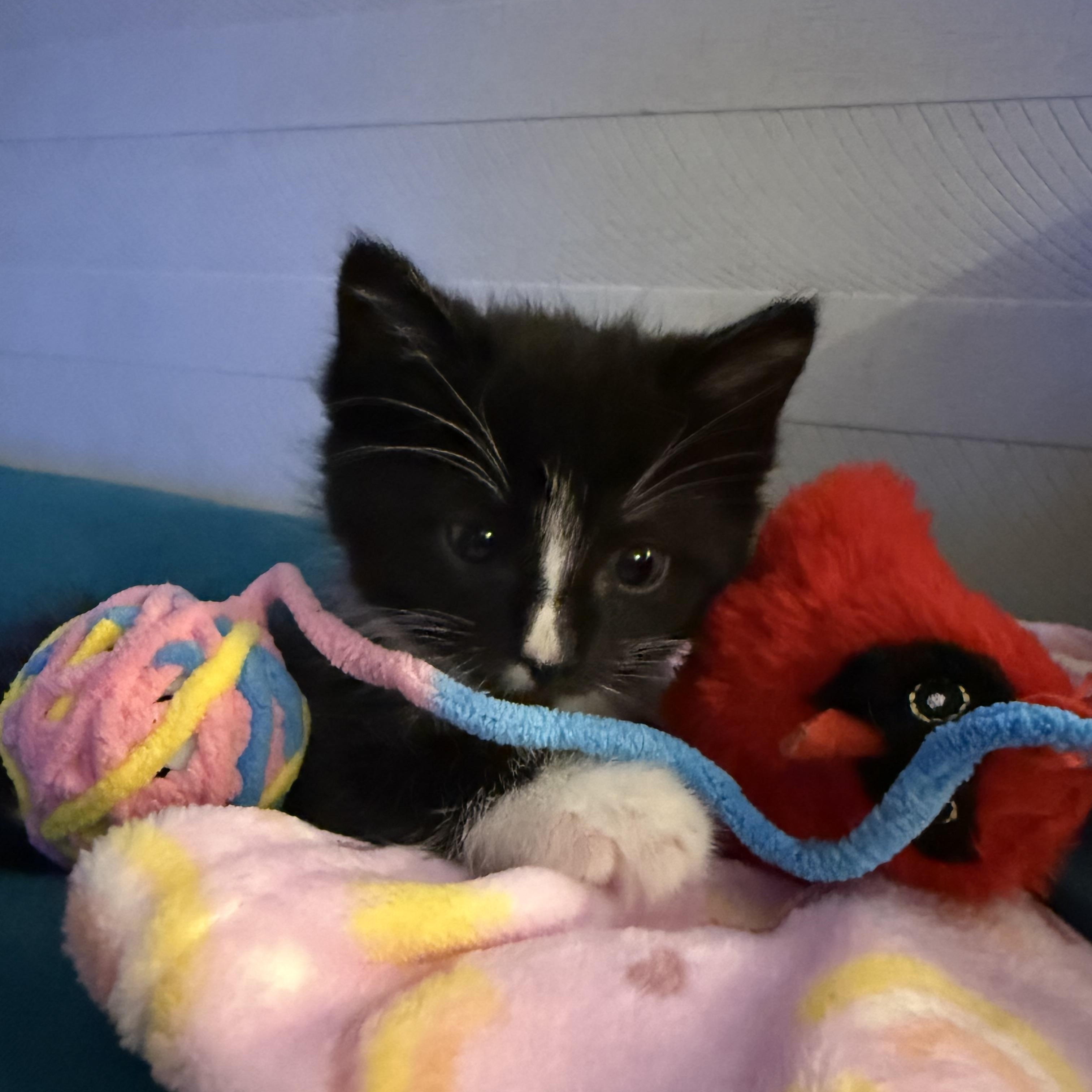 Enlarge Boozy B and Woozy, a ADOPTABLE American Shorthair in Brooklyn, NY image 3/5