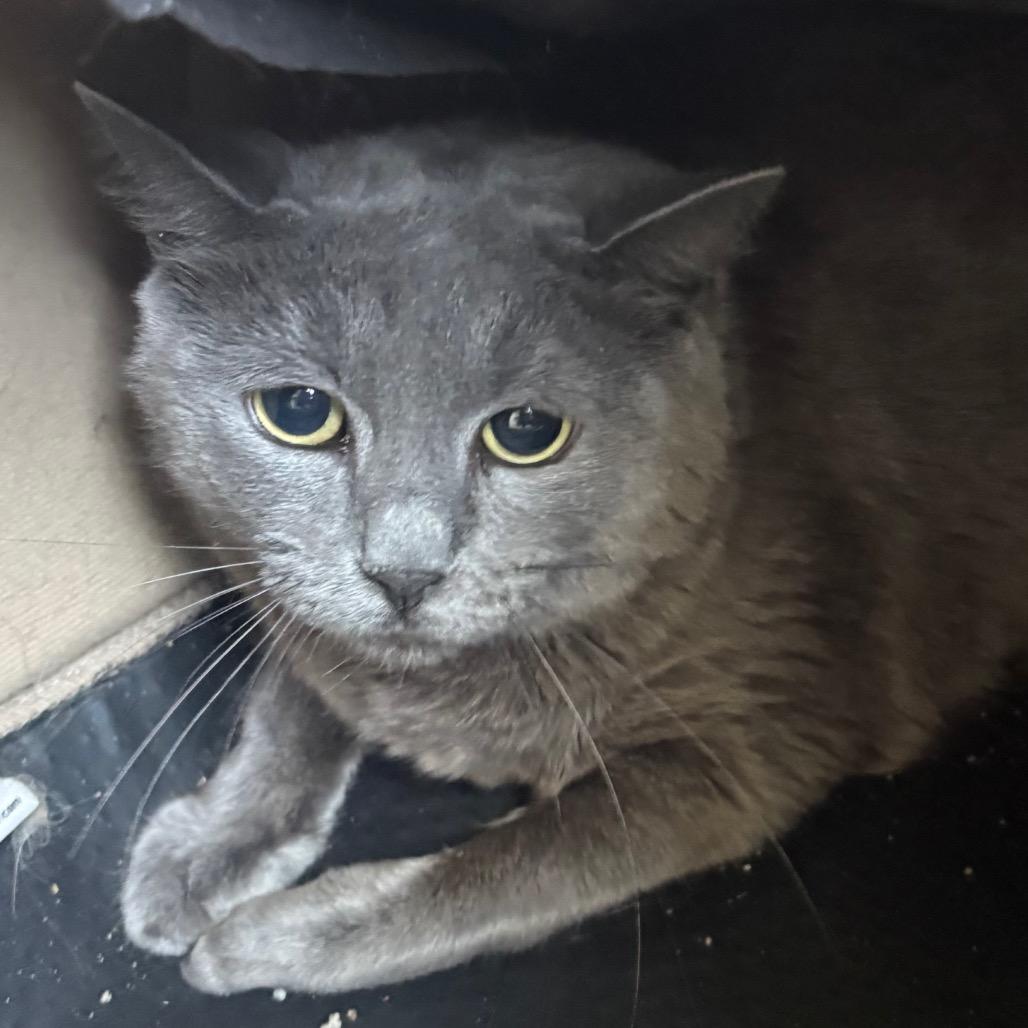 Emma, ADOPTABLE, Adult Female Russian Blue.