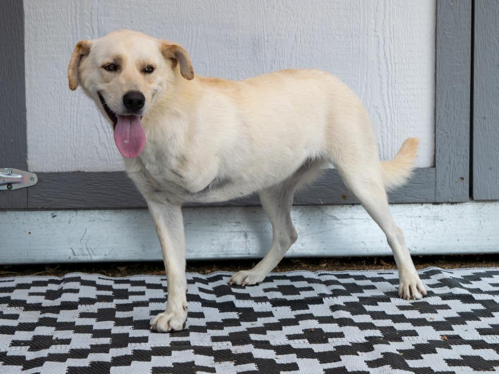 Abby - Foster to Adopt, Adoptable, Adult Female Labrador Retriever & Mixed Breed.