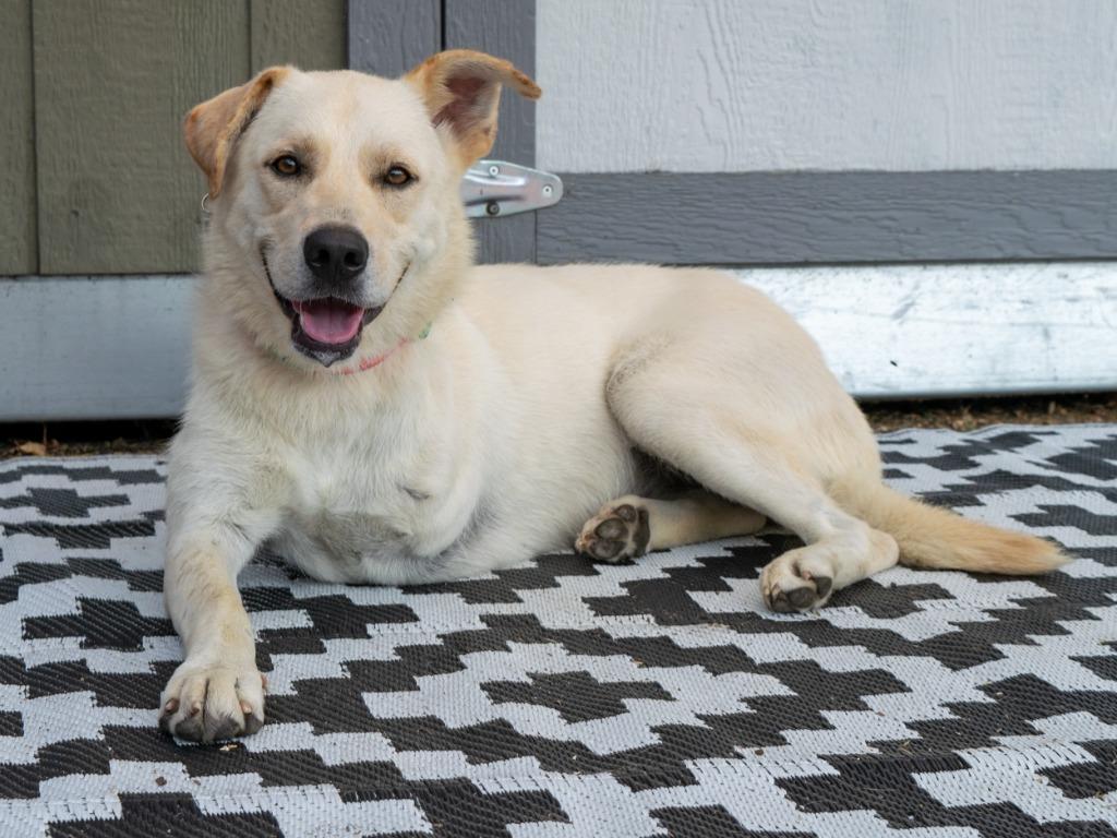 Enlarge Abby - Foster to Adopt, a Adoptable mixed breed in Savage, MN image 2/3