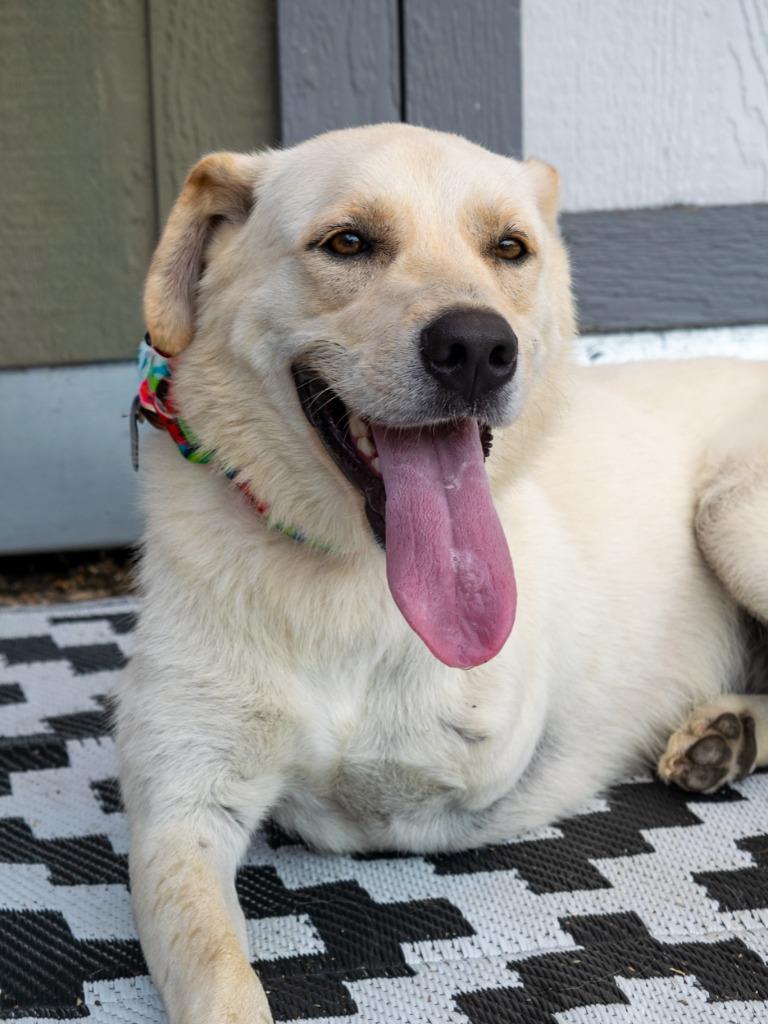 Enlarge Abby - Foster to Adopt, a Adoptable mixed breed in Savage, MN image 3/3