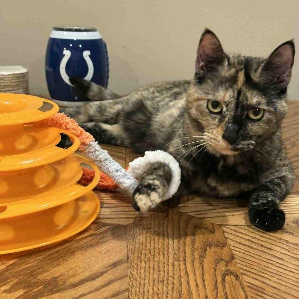 Squirt, Adoptable, Young Female Domestic Short Hair.