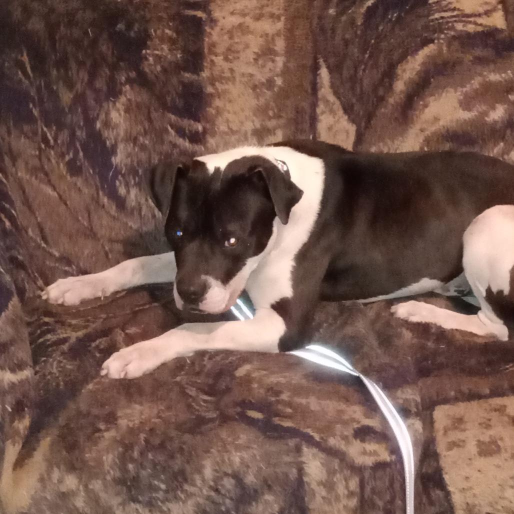 Nitro (Sponsored), Adoptable, Adult Male Pit Bull Terrier.