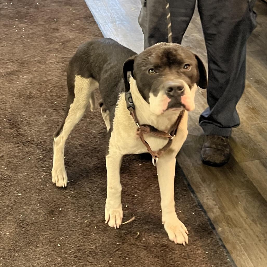 Enlarge Nitro (sponsored), a Adoptable Pit Bull Terrier in East Saint Louis, IL image 1/6