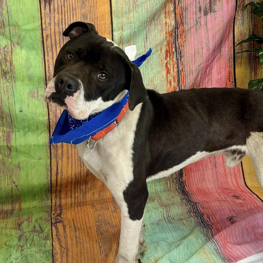 Enlarge Nitro (sponsored), a Adoptable Pit Bull Terrier in East Saint Louis, IL image 3/6