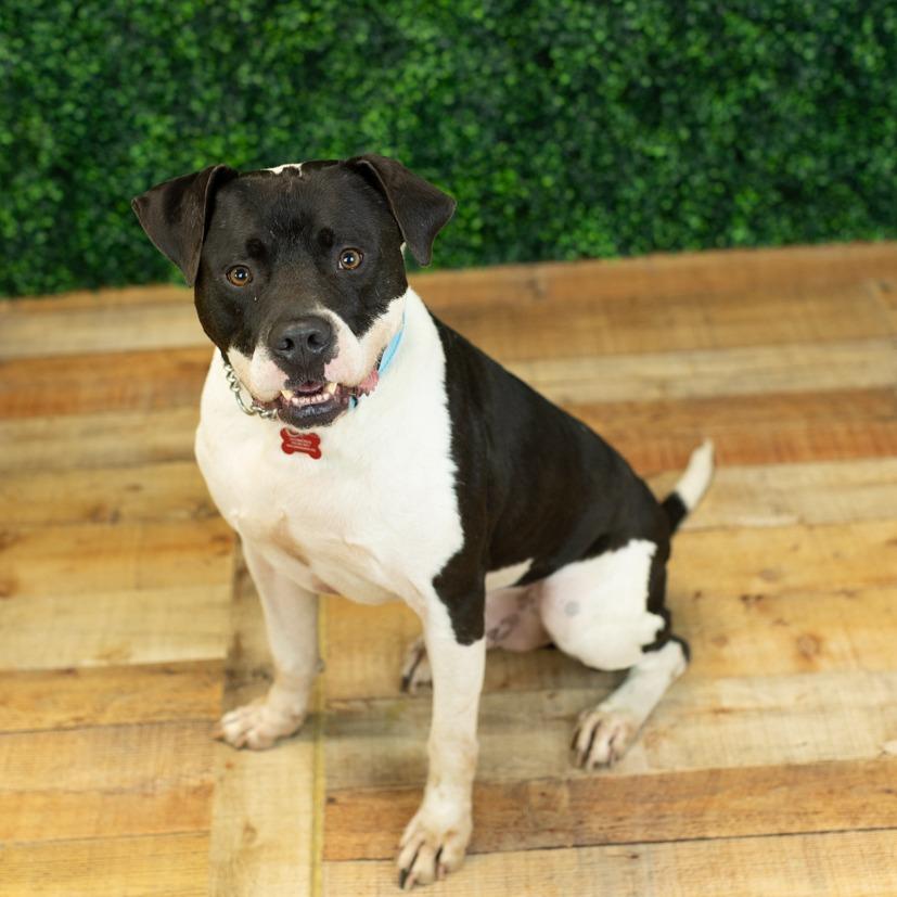 Enlarge Nitro (Sponsored), a Adoptable mixed breed in East Saint Louis, IL image 1/6
