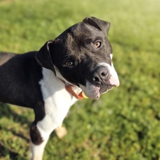 Enlarge Nitro (Sponsored), a Adoptable Pit Bull Terrier in East Saint Louis, IL image 2/5