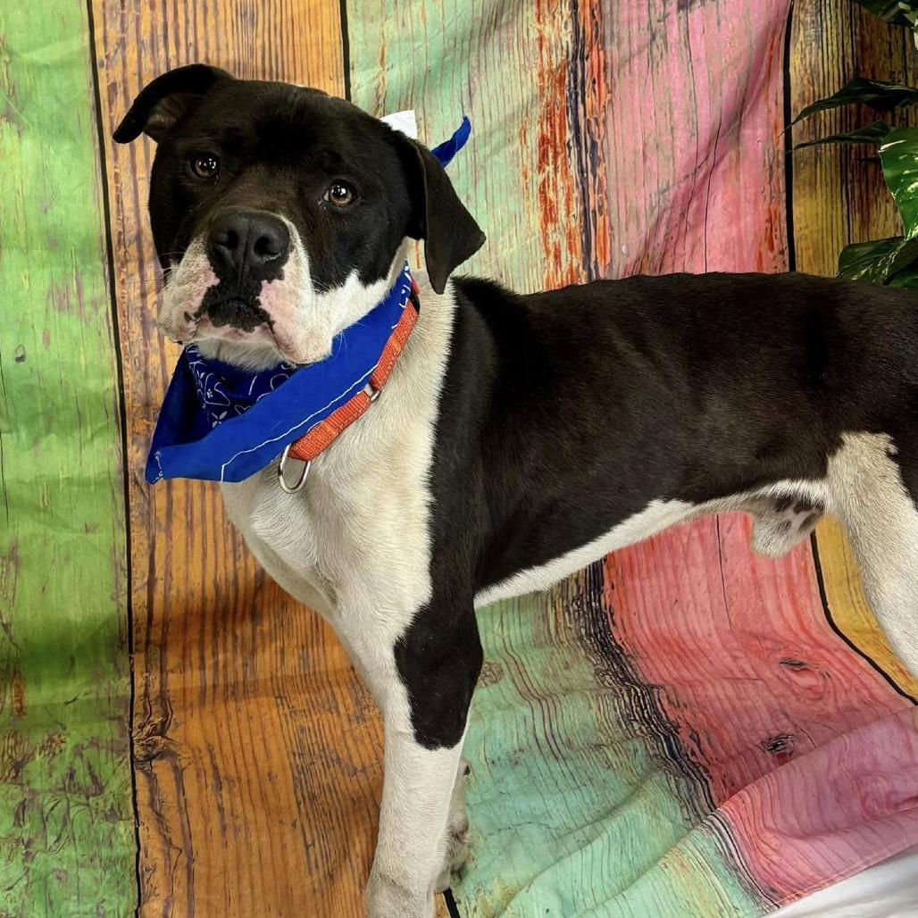 Enlarge Nitro (sponsored), a Adoptable Pit Bull Terrier in East Saint Louis, IL image 4/6