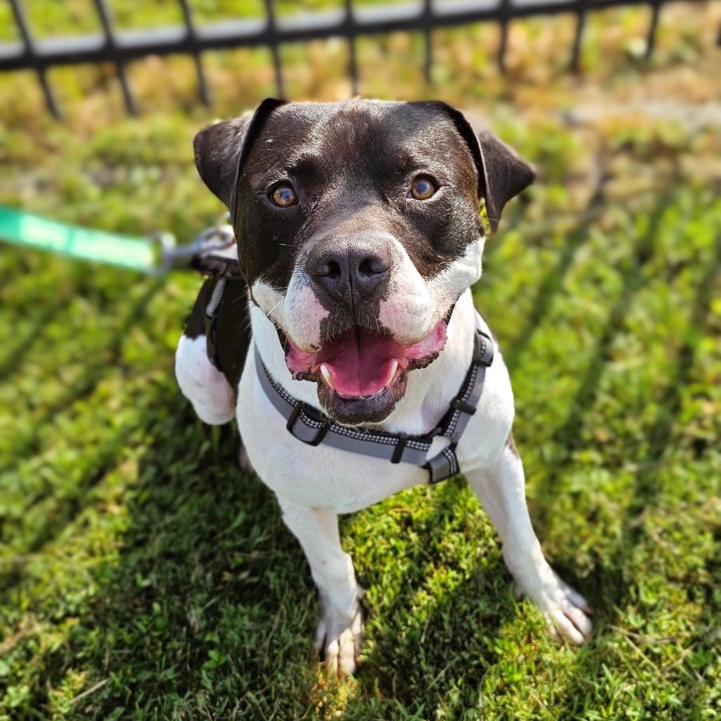 Enlarge Nitro (sponsored), a Adoptable Pit Bull Terrier in East Saint Louis, IL image 5/6