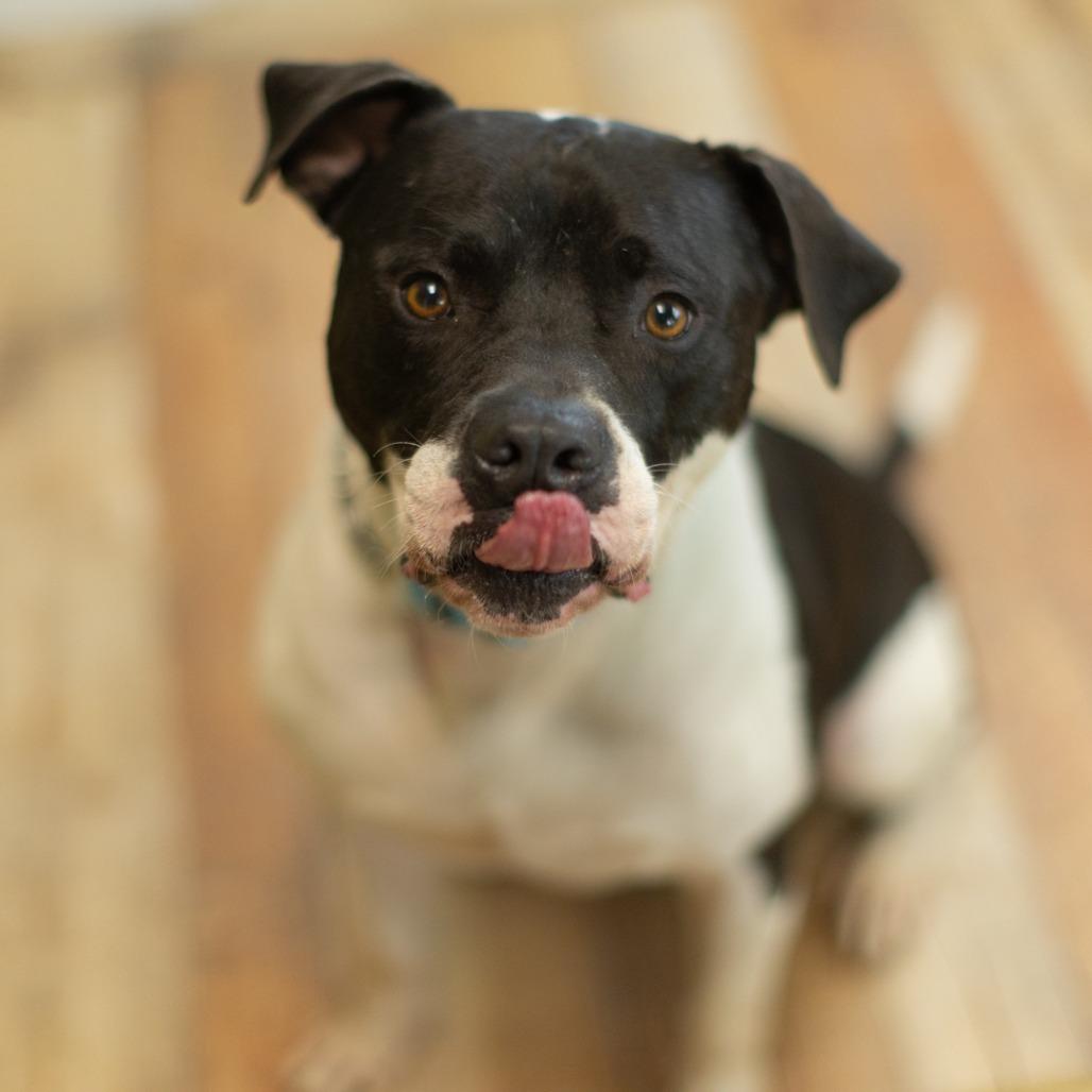 Enlarge Nitro (Sponsored), a Adoptable mixed breed in East Saint Louis, IL image 3/6