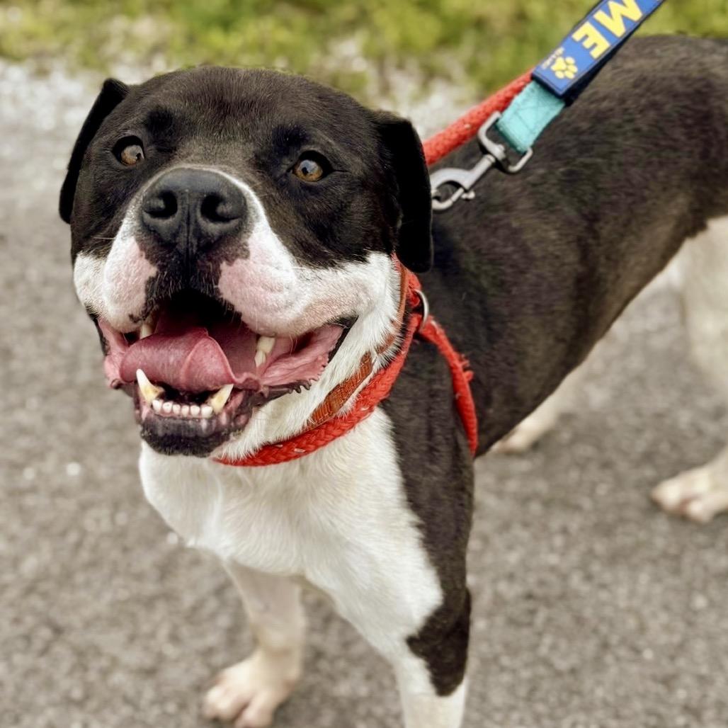 Enlarge Nitro (Sponsored), a Adoptable Pit Bull Terrier in East Saint Louis, IL image 5/5