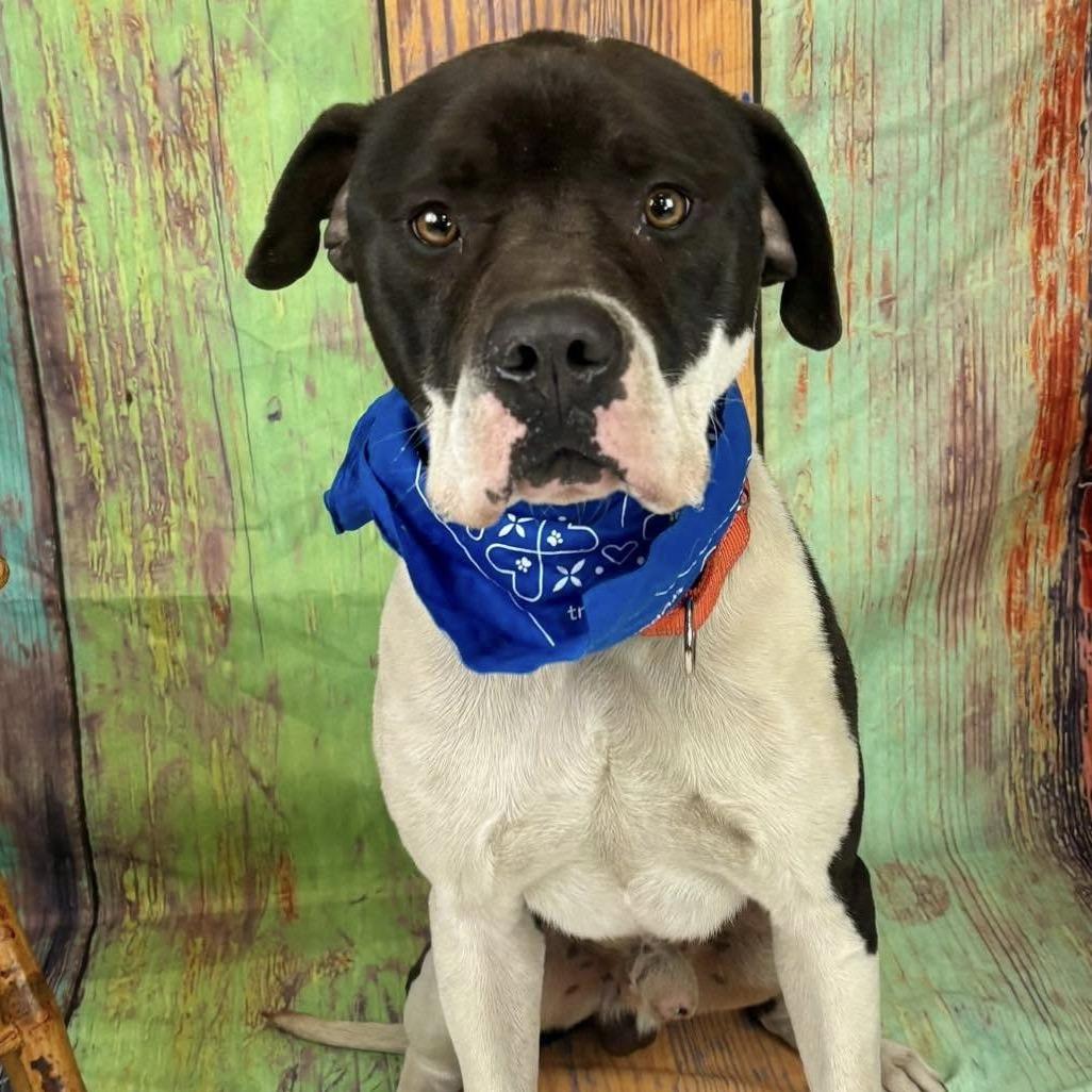 Enlarge Nitro (sponsored), a Adoptable Pit Bull Terrier in East Saint Louis, IL image 6/6