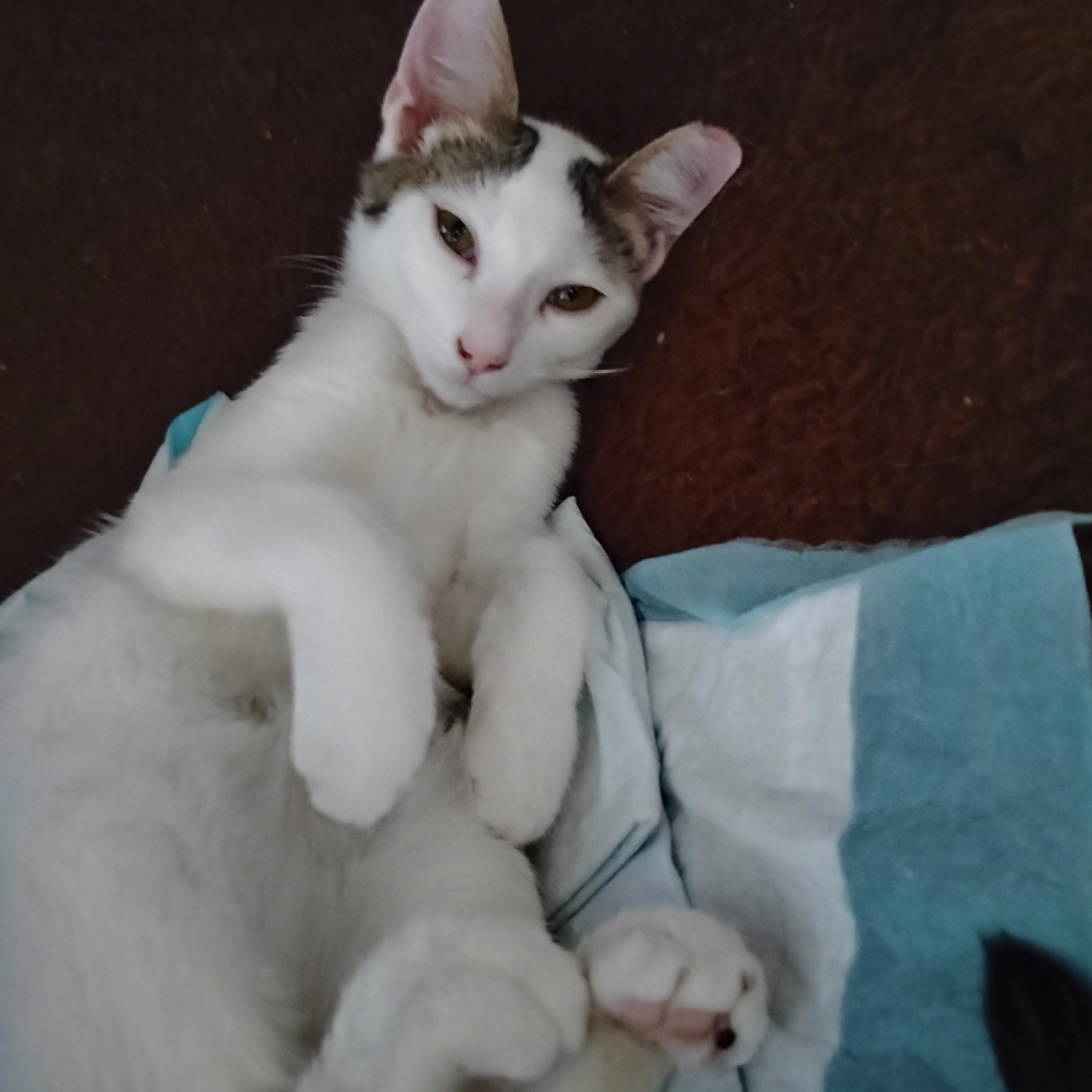 Samson, a ADOPTABLE Domestic Short Hair in Woodland, CA image 1/6
