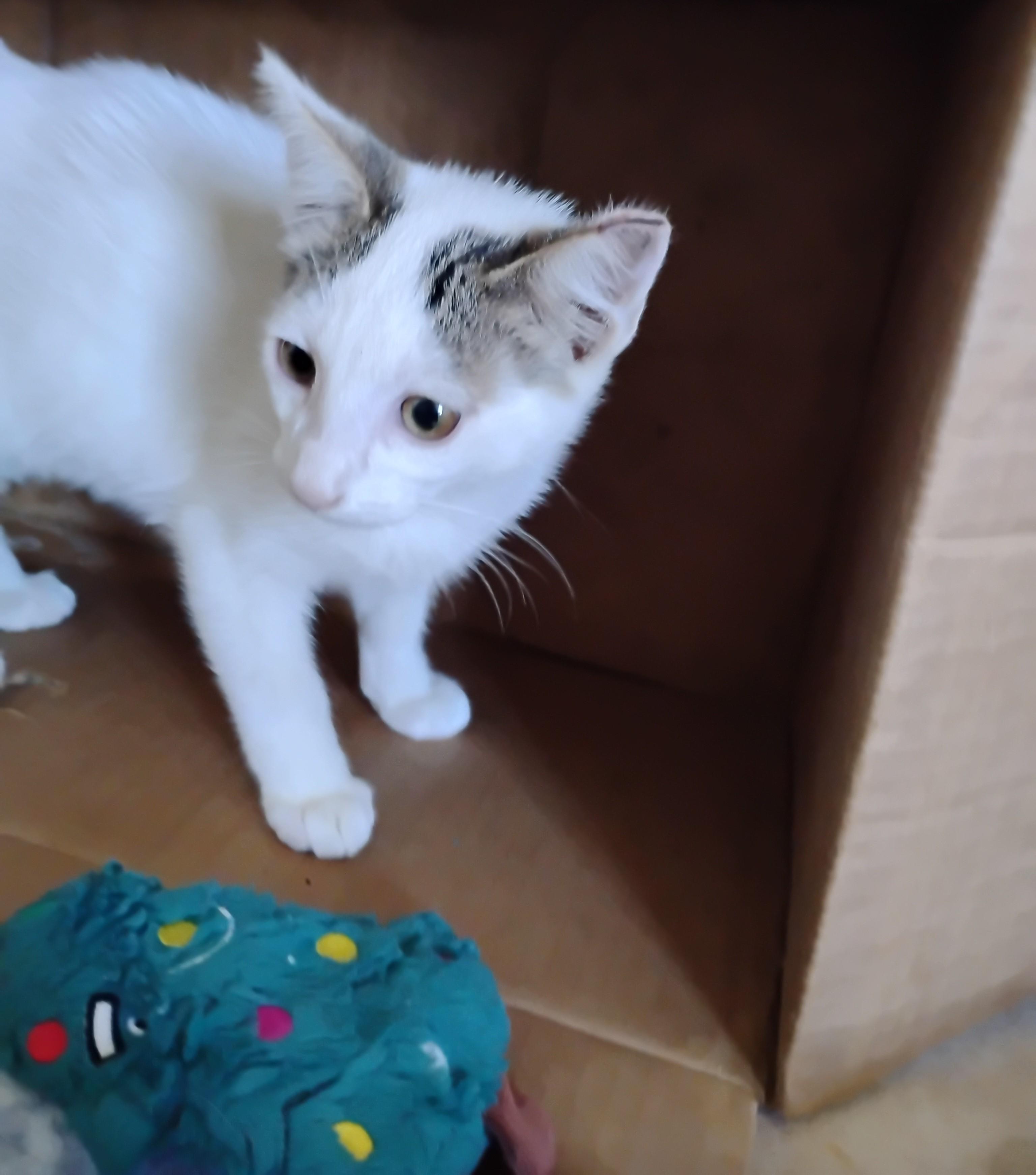 Samson, a ADOPTABLE Domestic Short Hair in Woodland, CA image 5/6