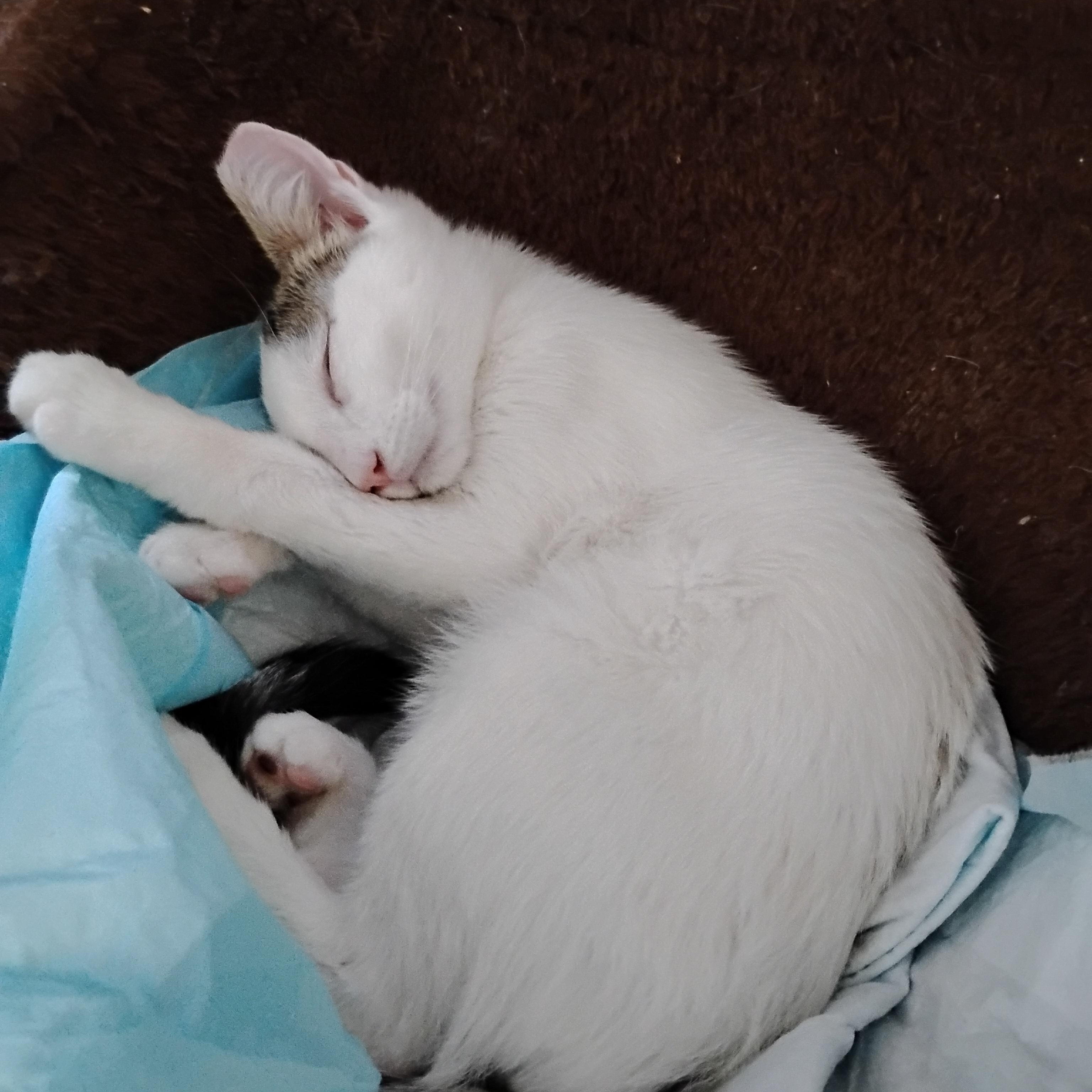 Samson, a ADOPTABLE Domestic Short Hair in Woodland, CA image 2/6