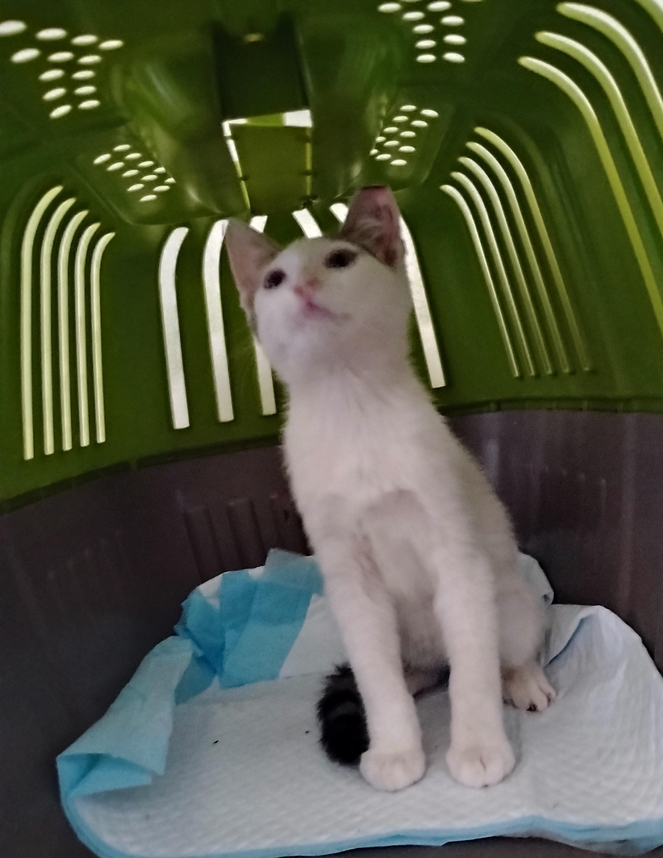 Samson, a ADOPTABLE Domestic Short Hair in Woodland, CA image 4/6