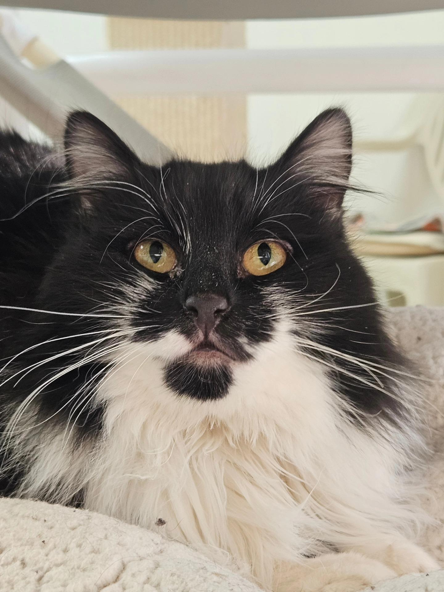 Enlarge Alfa, a ADOPTABLE Domestic Long Hair in Westbrook, CT image 1/4