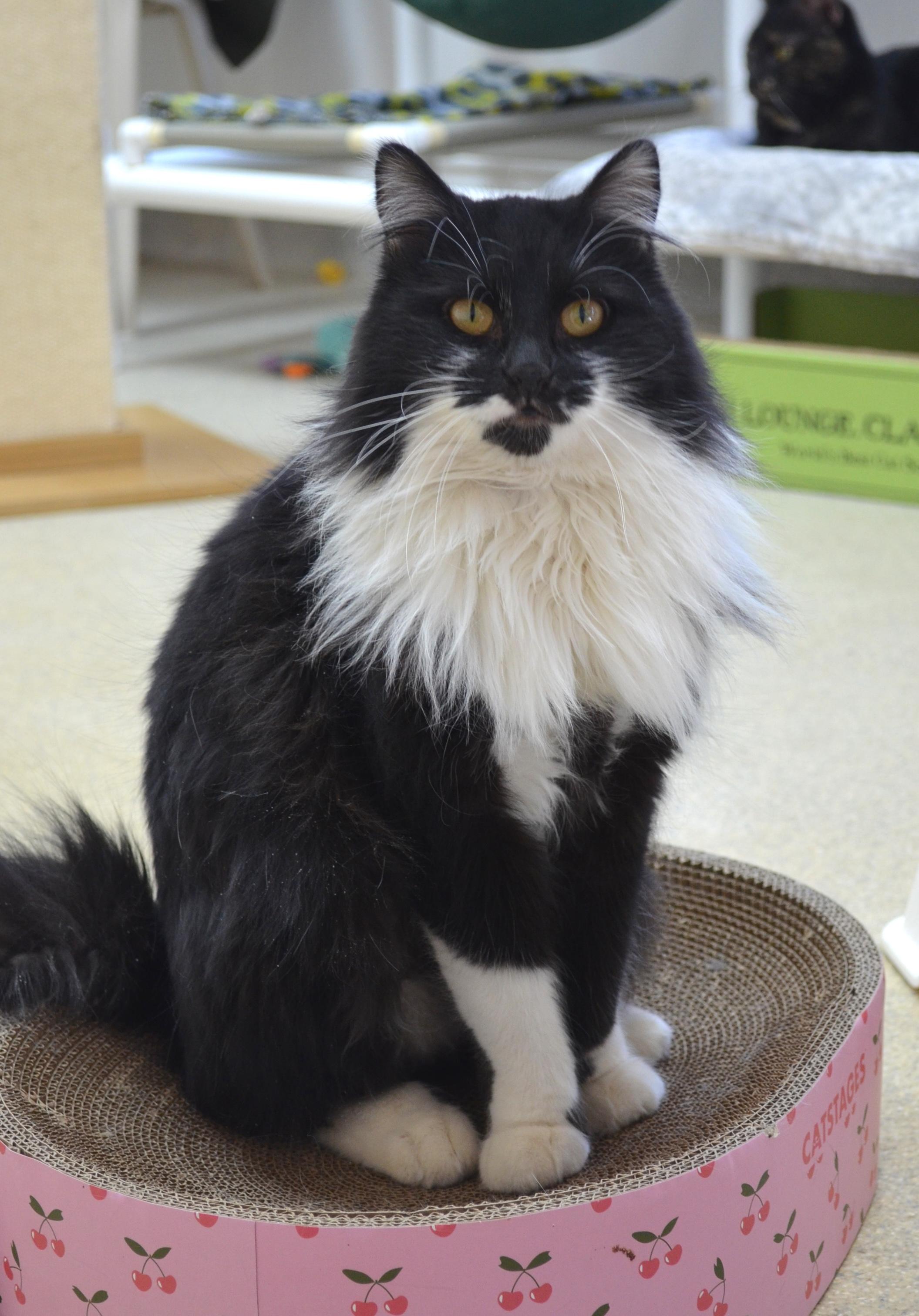 Alfa, ADOPTABLE, Adult Female Domestic Long Hair.