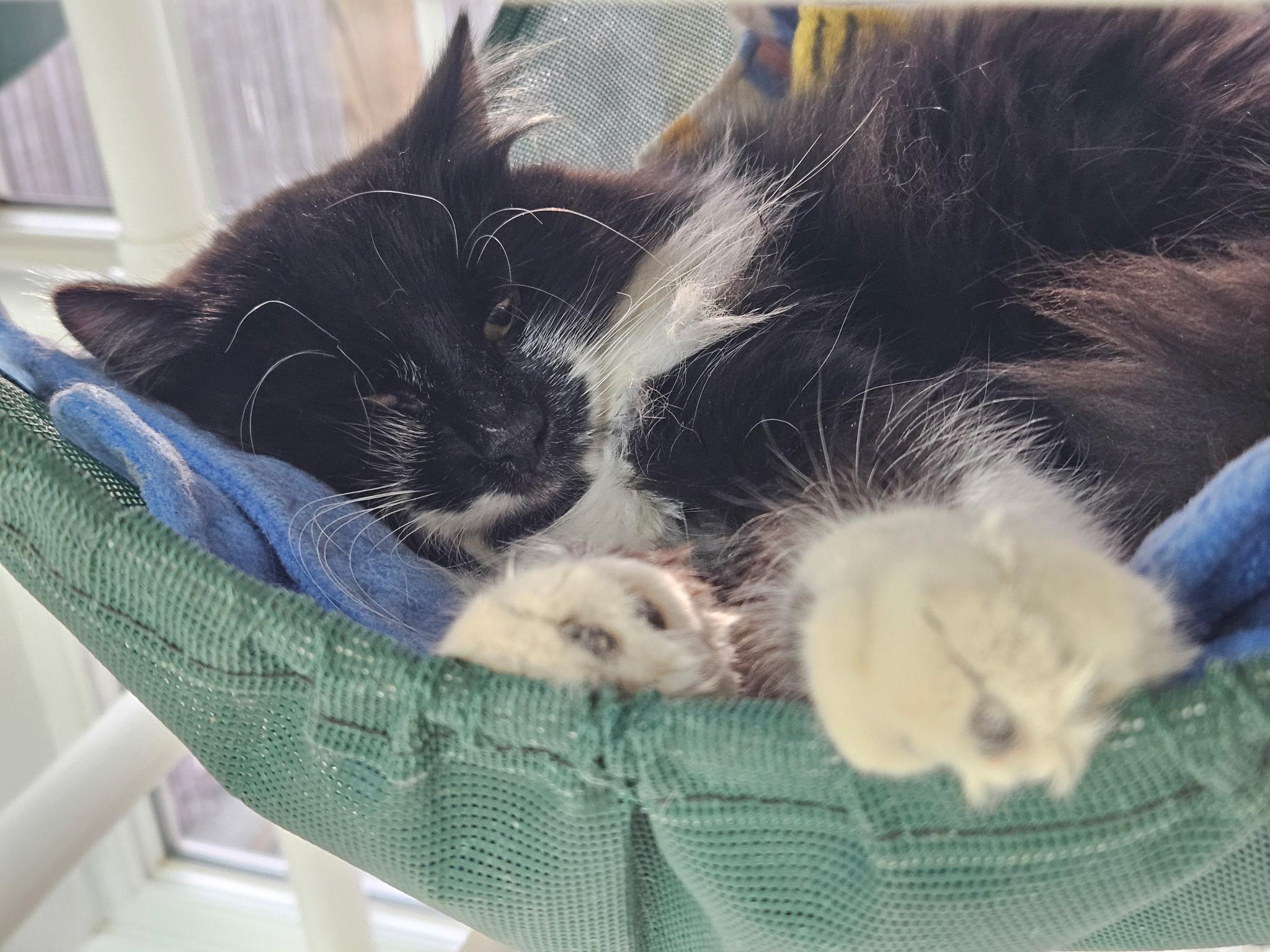 Enlarge Alfa, a ADOPTABLE Domestic Long Hair in Westbrook, CT image 3/3