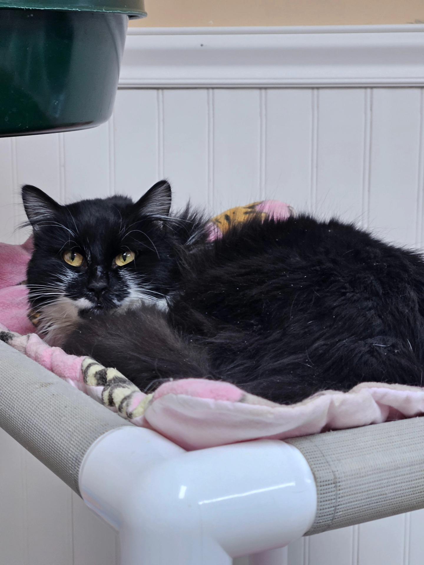 Alfa, ADOPTABLE, Adult Female Domestic Long Hair.