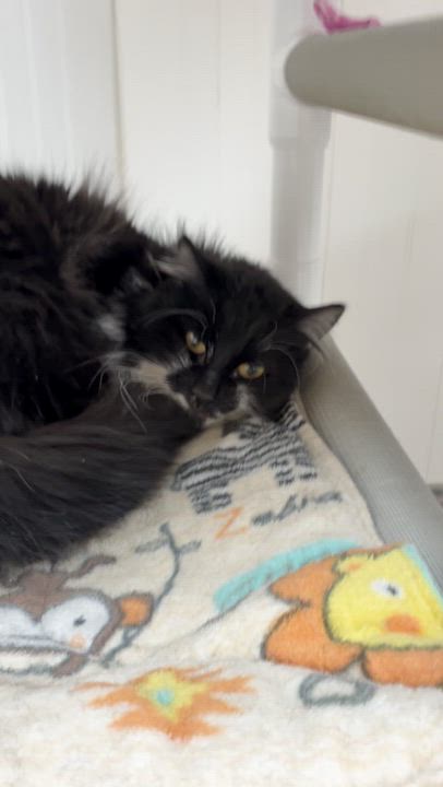 Enlarge Alfa, a ADOPTABLE Domestic Long Hair in Westbrook, CT video 1/3