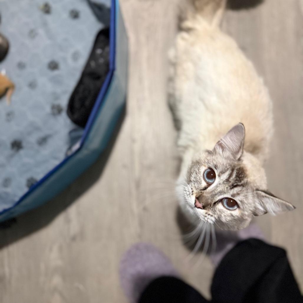 Enlarge Sasha, a Adoptable Ragdoll in Ferndale, WA image 2/6