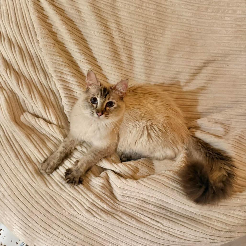 Enlarge Sasha, a Adoptable Ragdoll in Ferndale, WA image 4/6