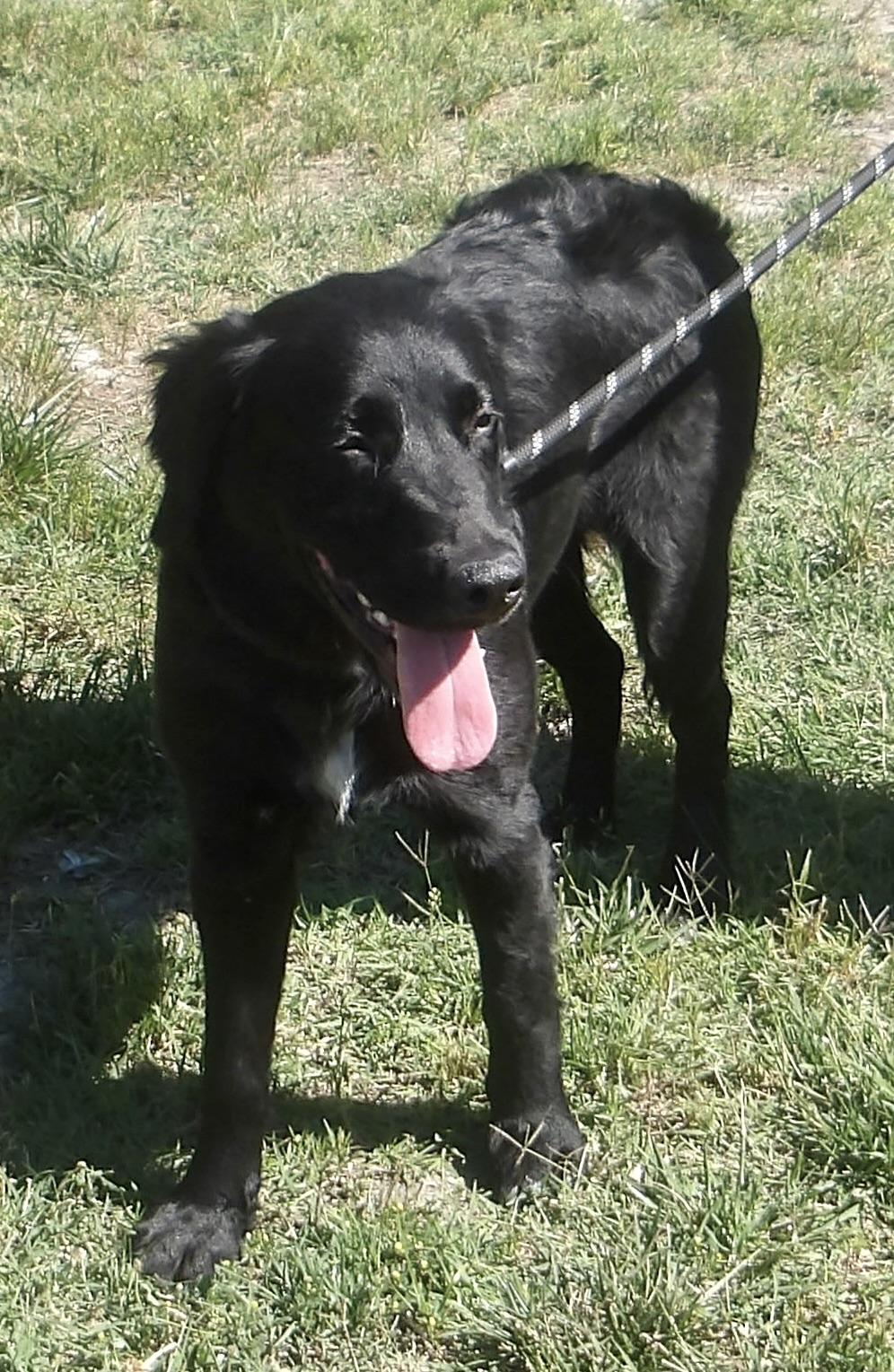Layla, an adopted Flat-Coated Retriever in Gloucester, VA image 5/6