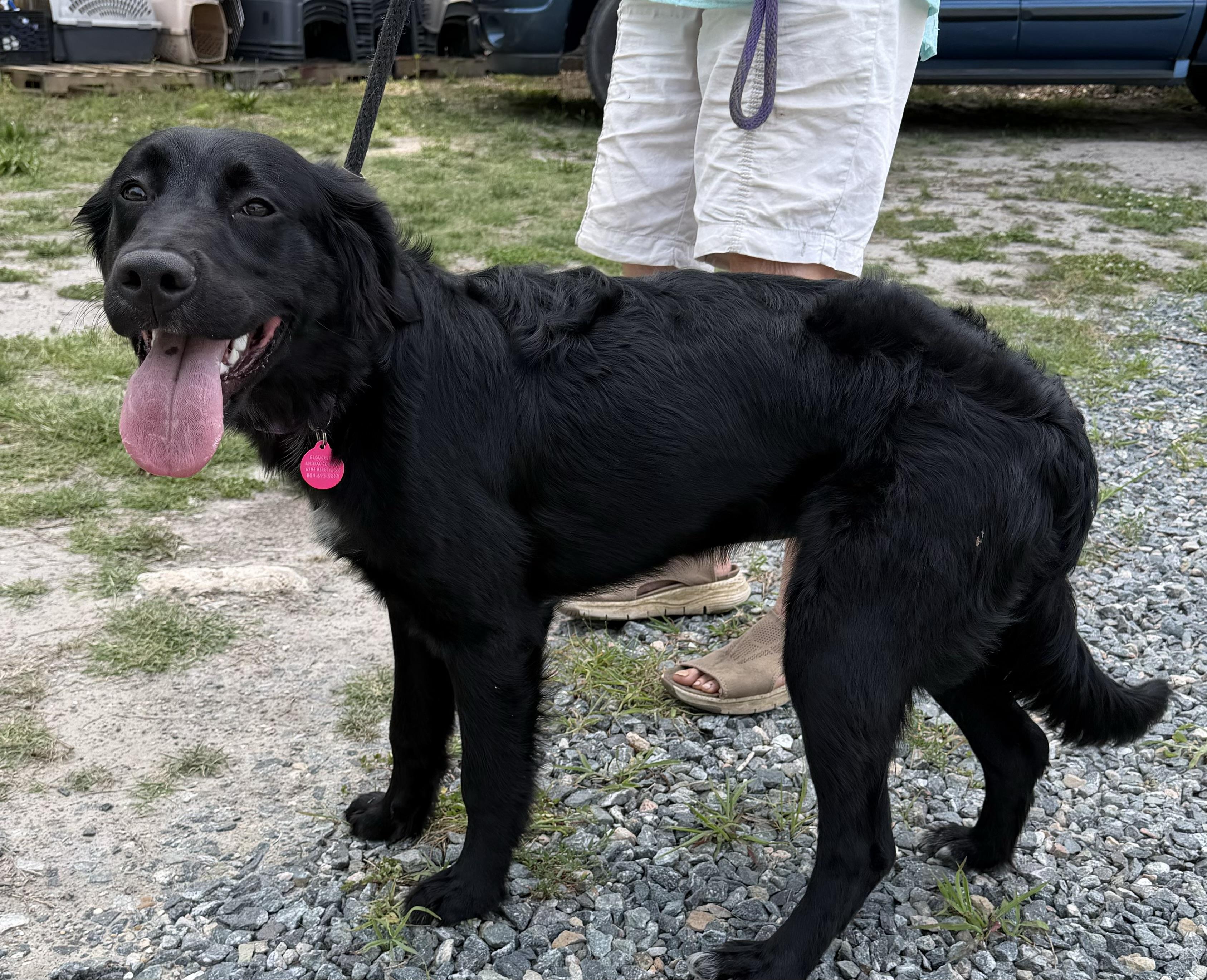 Layla, an adopted Flat-Coated Retriever in Gloucester, VA image 4/6