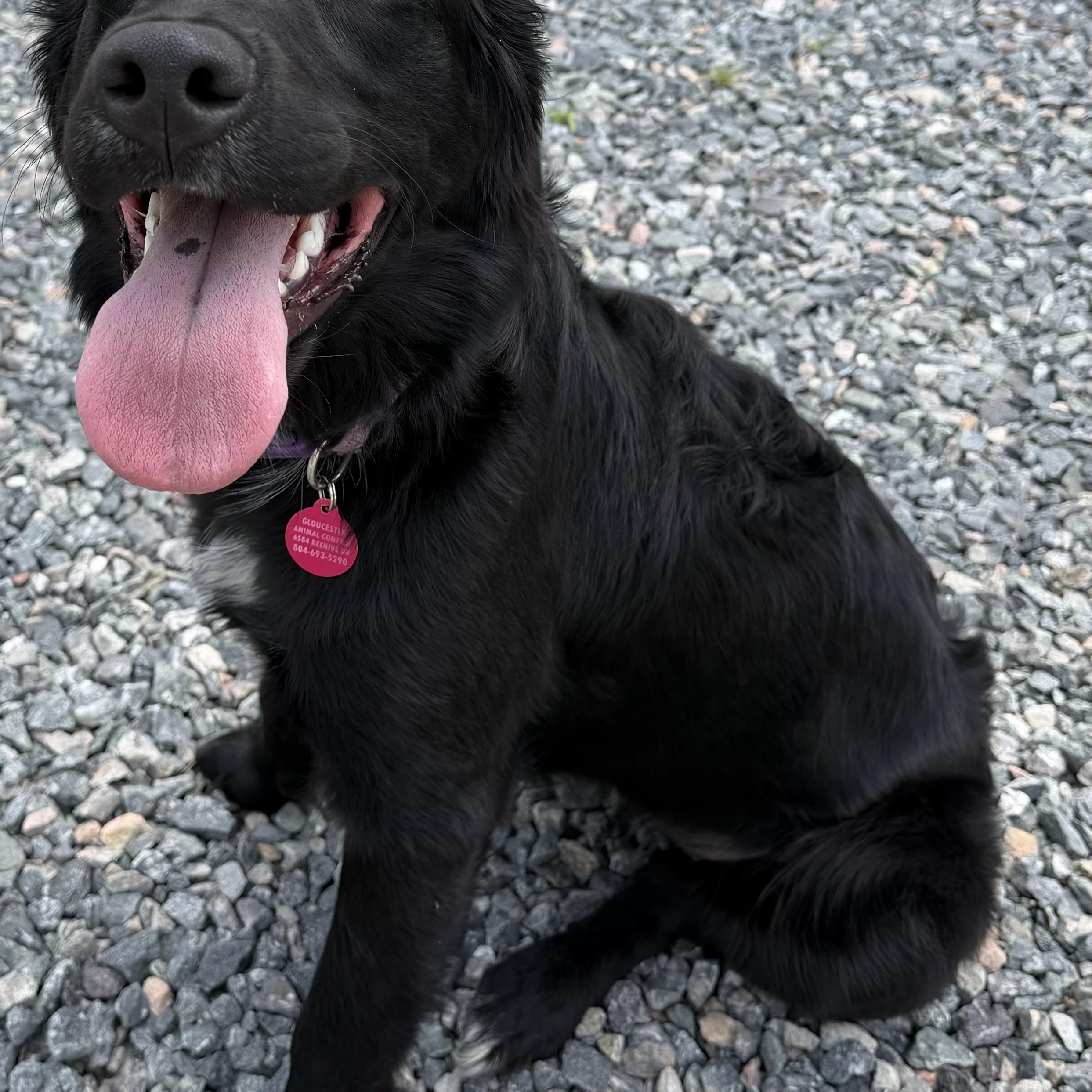 Layla, an adopted Flat-Coated Retriever in Gloucester, VA image 2/6