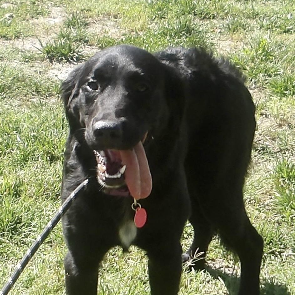 Layla, an adopted Flat-Coated Retriever in Gloucester, VA image 3/6