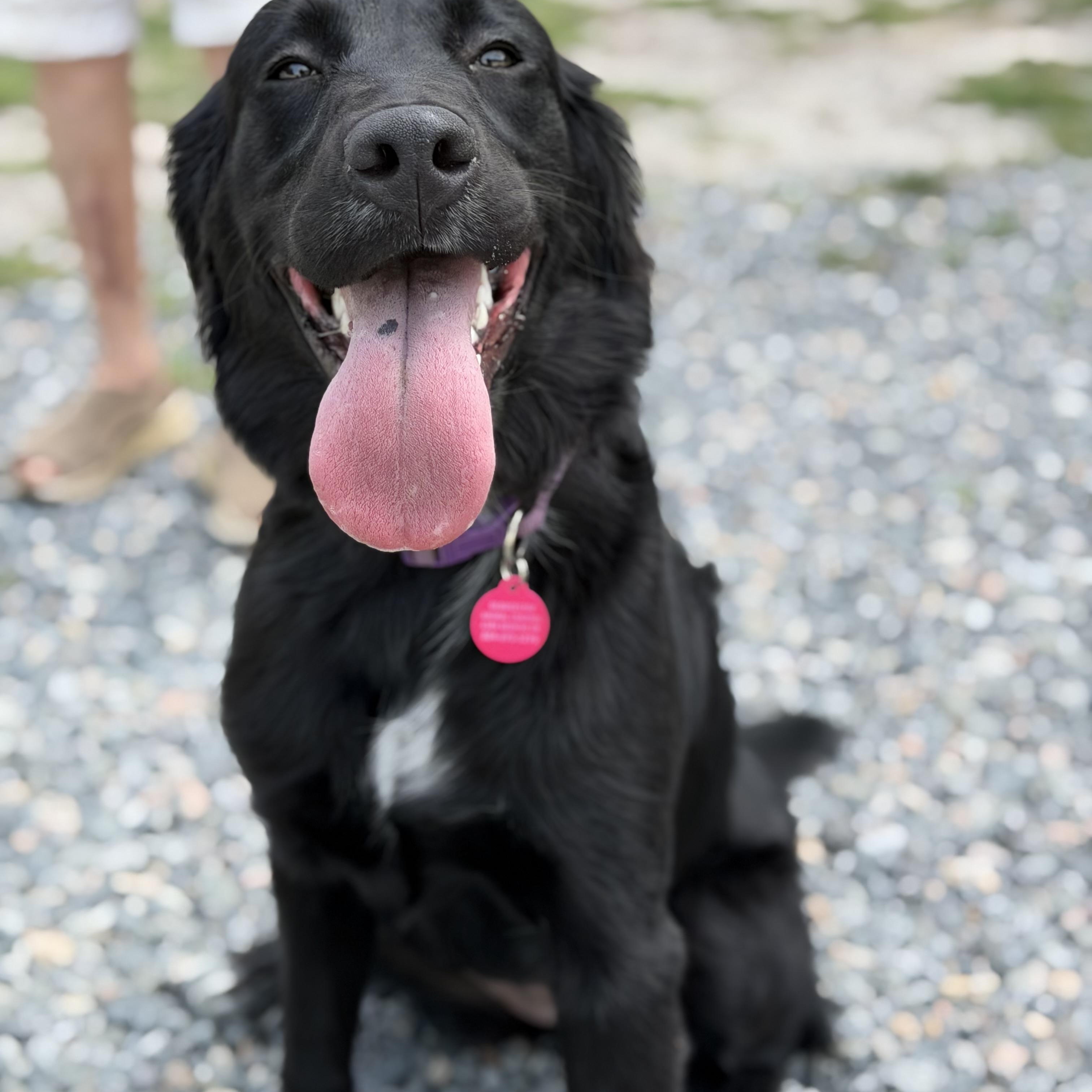 Layla, an adopted Flat-Coated Retriever in Gloucester, VA image 1/6