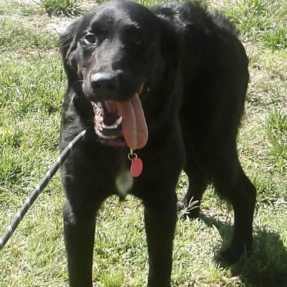 Layla, an adopted Flat-Coated Retriever in Gloucester, VA image 6/6