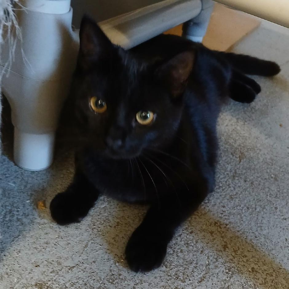 Phantom — thumbnail 2