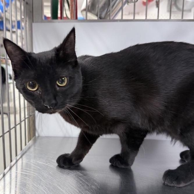 Phantom — thumbnail 3