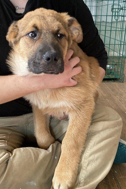 Odie, Adopted, Young Male Great Pyrenees.